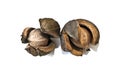 Hickory Nuts Open Royalty Free Stock Photo