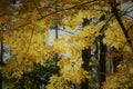 A Hickory Tree in Full Fall Color