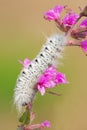 Hickory Tussock Moth - Lophocampa caryae Royalty Free Stock Photo