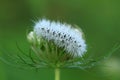 Hickory Tussock Moth caterpillar