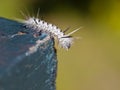 Hickory Tussock Moth caterpillar on the edge Royalty Free Stock Photo