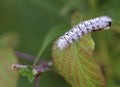 hickory tussock moth caterpillar feeding on leaf