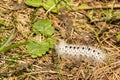 Hickory Tussock Moth Caterpillar Royalty Free Stock Photo