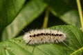 Hickory Tussock Moth Caterpillar - Lophocampa caryae Royalty Free Stock Photo