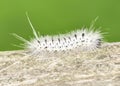 Hickory Tussock Moth Caterpiller Royalty Free Stock Photo