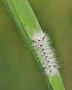 Hickory Tussock Moth Caterpiller Royalty Free Stock Photo