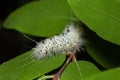 Hickory tussock moth Royalty Free Stock Photo