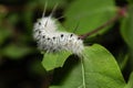 Hickory tussock moth Royalty Free Stock Photo