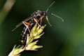 Hicneumon wasp Tiphia femorata Royalty Free Stock Photo