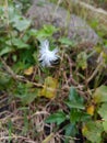 Hidden Beauty: The Charm of Small Pretty Flowers Royalty Free Stock Photo