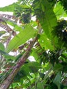 Hidden beauty under the shade Banana leaf Royalty Free Stock Photo
