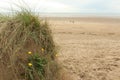 Hidden behind the grass on the dunes dunes over Saunton Sands beach in Devon, South West, UK Royalty Free Stock Photo