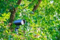 Hidden black metal street security video camera with back light and cobweb on bracket in green bushes