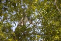 Hidden Blue Jay in a Tree Royalty Free Stock Photo