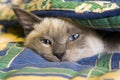 Hidden cat Royalty Free Stock Photo