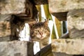 curious cat peeking through hole rock wall Royalty Free Stock Photo