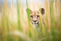 hidden cougar tail in tall grass