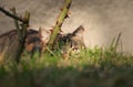 Hidden domestic cat behind stem of rose and wild grass and wait for right time for devastate attack. Hunter in action. Prickled up