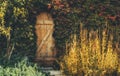 hidden door in virginia creeper. Royalty Free Stock Photo