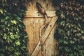 hidden door in virginia creeper. Royalty Free Stock Photo
