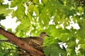 Serene Encounters: Hidden Dove Nestled Amongst Vineyard\'s Embrace