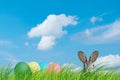 Hidden easter rabbit and easter eggs in a meadow with blue sky