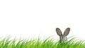Hidden easter rabbit in a green meadow isolated on white background