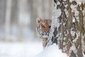 Hidden face portrait of tigre. Tiger in wild winter nature. Amur tiger running in the snow. Action wildlife scene, danger animal. Royalty Free Stock Photo