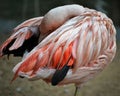 Hidden Flamingo Royalty Free Stock Photo