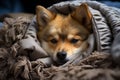 Hidden within the folds of a worn-out blanket, a stray dog's eyes betray a mix of curiosity and wariness. It Royalty Free Stock Photo
