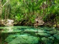 Sacred cenote azul in Tulum, Yucatan Peninsula, Mexico