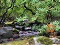 Hidden gem at Japanese garden Royalty Free Stock Photo