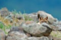 Hidden Golden jackal, Canis aureus, feeding scene with rock meadow, Madzharovo, Eastern Rhodopes, Bulgaria. Wildlife Balkan. Wild Royalty Free Stock Photo