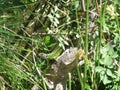 Hidden green with black dots cautious lizard Royalty Free Stock Photo