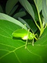 hidden in green  katydid Royalty Free Stock Photo