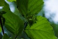 Hidden hazelnut in his house Royalty Free Stock Photo