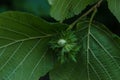 Hidden hazelnut in his house Royalty Free Stock Photo