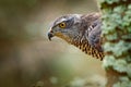 Hidden head portrait of goshawk. Detail of bird of prey Goshawk. Bird hawk sitting on the branch in the fallen larch forest during