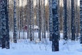 Hidden house in scandinavian winter birch forest Royalty Free Stock Photo