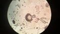 Hidden life of microscopic fungi
