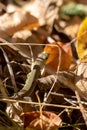 Hidden lizard in the leaves