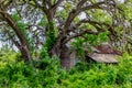 Hidden Old Abandoned Shack in Texas Royalty Free Stock Photo