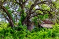 Hidden Old Abandoned Shack in Texas