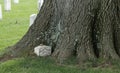 Hidden, overgrown grave of an unknown US soldier, Arlington National Cemetery Royalty Free Stock Photo