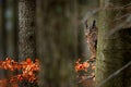 Hidden owl. Big owl in forest habitat, sitting on old tree trunk. Eurasian Eagle Owl, Bubo bubo, with big orange eyes, Germany. Royalty Free Stock Photo