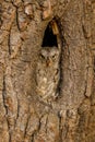 Hidden owl. European scops owl, Otus scops, in tree hole at sunrise. Small owl peeks out from trunk showing yellow eyes.