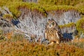 Hidden owl. Short-eared Owl, Asio flammeus sanfordi, rare endemic bird from Sea Lion Island, Fakland Islands, Owl in the nature ha Royalty Free Stock Photo