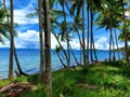 Hidden Paradise: Virgin Beach on Banggai Island, central Sulawesi, Indonesia with Swaying Coconut Palm Trees Royalty Free Stock Photo