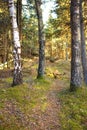 Hidden path to secret location in quiet and serene pine tree woods. Landscape view of lush, green forest in a remote Royalty Free Stock Photo