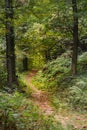 A hidden path in the wood Royalty Free Stock Photo